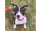 Adopt Bowser a Brindle Mixed Breed (Medium) / Mixed dog in Janesville