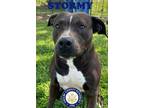 Adopt Stormy a Black American Pit Bull Terrier / Mixed Breed (Medium) / Mixed