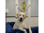 Adopt sparky a Tan/Yellow/Fawn Labrador Retriever / Labrador Retriever / Mixed