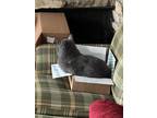 Adopt Chi a Gray or Blue Russian Blue / Mixed (short coat) cat in Cumberland