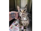 Adopt Harvey a Brown Tabby Domestic Shorthair (short coat) cat in Linton