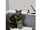 Adopt Savvy a Tortoiseshell Calico / Mixed (short coat) cat in York