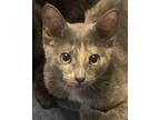 Adopt Wellom a Gray or Blue Domestic Shorthair / Mixed (short coat) cat in