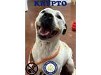 Adopt RC#4 Krypto a White American Pit Bull Terrier / Mixed Breed (Medium) /