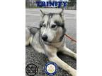 Adopt Trinity a Black Husky / Mixed Breed (Medium) / Mixed (short coat) dog in