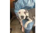 Adopt Cicada a Gray/Blue/Silver/Salt & Pepper Mixed Breed (Small) / Mixed dog in