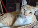 Adopt Charlie a Orange or Red (Mostly) Domestic Shorthair / Mixed (short coat)