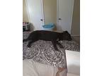 Adopt Kali a Black - with White Labrador Retriever / Mixed dog in Texas City