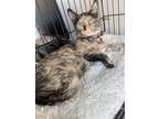 Adopt Xena a Tortoiseshell Domestic Shorthair / Mixed (medium coat) cat in