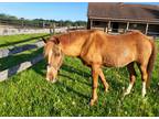 Adopt Cayenne a Chestnut/Sorrel Arabian / Mixed horse in Sharon Center