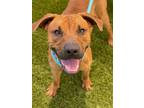 Adopt TAHOE a Tan/Yellow/Fawn Mixed Breed (Medium) / Mixed dog in Port St Lucie