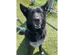 Adopt MITTENS a Black Shepherd (Unknown Type) / Mixed dog in Port St Lucie