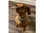 Adopt Fergie and Bandit a Brown/Chocolate - with Black Dachshund / Rat Terrier