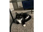 Adopt Felix a Black & White or Tuxedo Domestic Shorthair / Mixed (short coat)