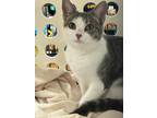 Adopt Minnow a Domestic Shorthair (short coat) cat in St Cloud, FL (41369001)