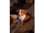 Adopt Carlos a Tricolor (Tan/Brown & Black & White) Hound (Unknown Type) / Mixed
