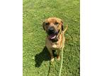 Adopt Whitney a Tan/Yellow/Fawn - with Black Mastiff / Mixed dog in Chico