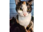 Adopt Fergie a Spotted Tabby/Leopard Spotted Calico / Mixed cat in Modesto