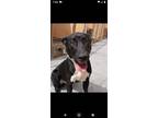 Adopt Chance a Labrador Retriever dog in Seattle, WA (41368782)