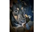 Adopt Isabella a German Shepherd Dog dog in Rosenberg, TX (41368645)