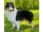 Adopt Daisy a Tricolor (Tan/Brown & Black & White) Collie / Mixed dog in