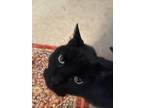 Adopt Black a All Black Domestic Shorthair / Mixed (short coat) cat in Fort