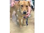 Adopt Piper a Tan/Yellow/Fawn Labrador Retriever / Mixed dog in San Marcos