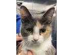 Adopt Chloe a White Domestic Shorthair / Domestic Shorthair / Mixed cat in
