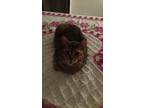 Adopt Goober a Brown Tabby Tabby / Mixed (medium coat) cat in Greenwood
