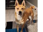 Adopt Drake a Red/Golden/Orange/Chestnut Shiba Inu / Mixed dog in Downer's Grove