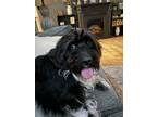 Adopt Pig a White - with Black German Shorthaired Pointer / Cavapoo / Mixed dog