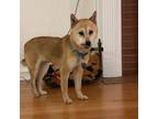 Adopt Foxy a Red/Golden/Orange/Chestnut Shiba Inu / Mixed dog in Downer's Grove
