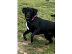 Adopt Anakin a Black Labrador Retriever / Mixed dog in Myrtle Beach