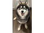 Adopt Kuiper a Black - with White Husky / Mixed dog in Cherry Hill