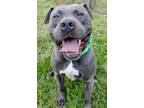 Adopt Rico Suave a Gray/Blue/Silver/Salt & Pepper Mixed Breed (Large) / Mixed