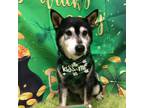Adopt Bert a Black - with White Shiba Inu / Mixed dog in Downer's Grove