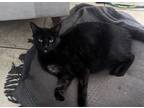 Adopt Onyx a All Black American Shorthair (short coat) cat in Baldwin Park
