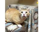 Adopt Tom a Tan or Fawn Domestic Shorthair / Mixed Breed (Medium) / Mixed (short