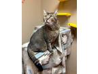 Adopt Tripp a Gray or Blue Domestic Shorthair / Domestic Shorthair / Mixed cat