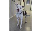 Adopt Veda a White American Pit Bull Terrier / Mixed Breed (Medium) / Mixed