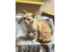 Adopt Zelda a Orange or Red Domestic Shorthair / Domestic Shorthair / Mixed cat
