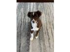 Adopt Skylar a Red/Golden/Orange/Chestnut - with White Australian Shepherd /