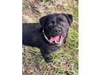 Adopt Marley (PENDING) a Black Labrador Retriever / Beagle / Mixed dog in