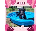 Adopt Allium a Black - with White Labrador Retriever / Boxer / Mixed dog in