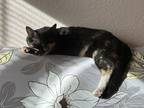 Adopt Juniper a Tortoiseshell American Shorthair / Mixed (short coat) cat in