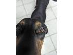Adopt Tom a Black - with Tan, Yellow or Fawn Black and Tan Coonhound / Mixed dog