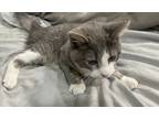 Adopt Lulu a Gray or Blue (Mostly) American Shorthair / Mixed (short coat) cat