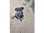 Adopt Ruger a Black - with White Labrador Retriever / Mixed dog in Midland