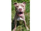 Adopt Dallas a Tan/Yellow/Fawn Mixed Breed (Large) / Mixed dog in Blackwood
