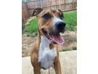 Adopt Alley a American Staffordshire Terrier / Mixed dog in Highland Village